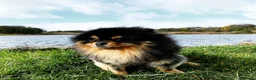 Pomeranian dogs for stud: Exceptional Proven Stud With 23 Champions in Ebbw Vale - Advert 4