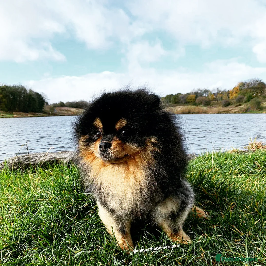 Pomeranian dogs for stud: Exceptional Proven Stud With 23 Champions in Ebbw Vale - Advert 4