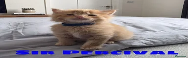 Percy