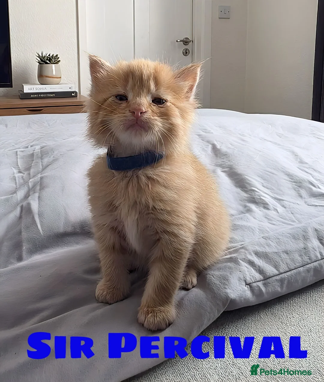 Mixed Breed cats for sale: Four beautiful fluffs - Advert 1