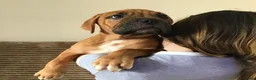 Mixed Breed dogs for sale: LAST ONE Mastiff Bordeaux Puppies  - Advert 6