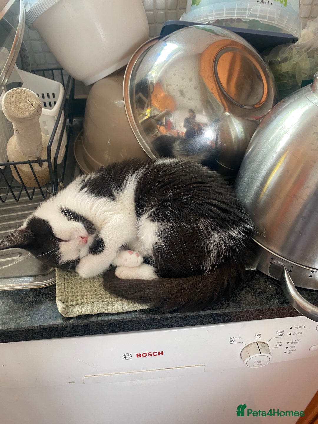 British Shorthair cats for sale: Tuxedo cat 5 months  - Image 2
