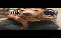 Staffordshire Bull Terrier dogs for sale: 2 year old staffie  - Image 1