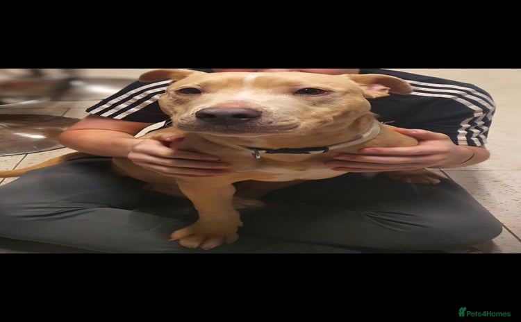 Staffordshire Bull Terrier dogs - Advert 2