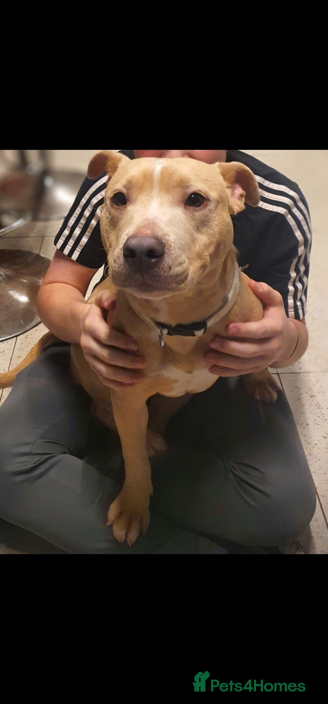 Staffordshire Bull Terrier dogs for sale: 2 year old staffie  - Image 1