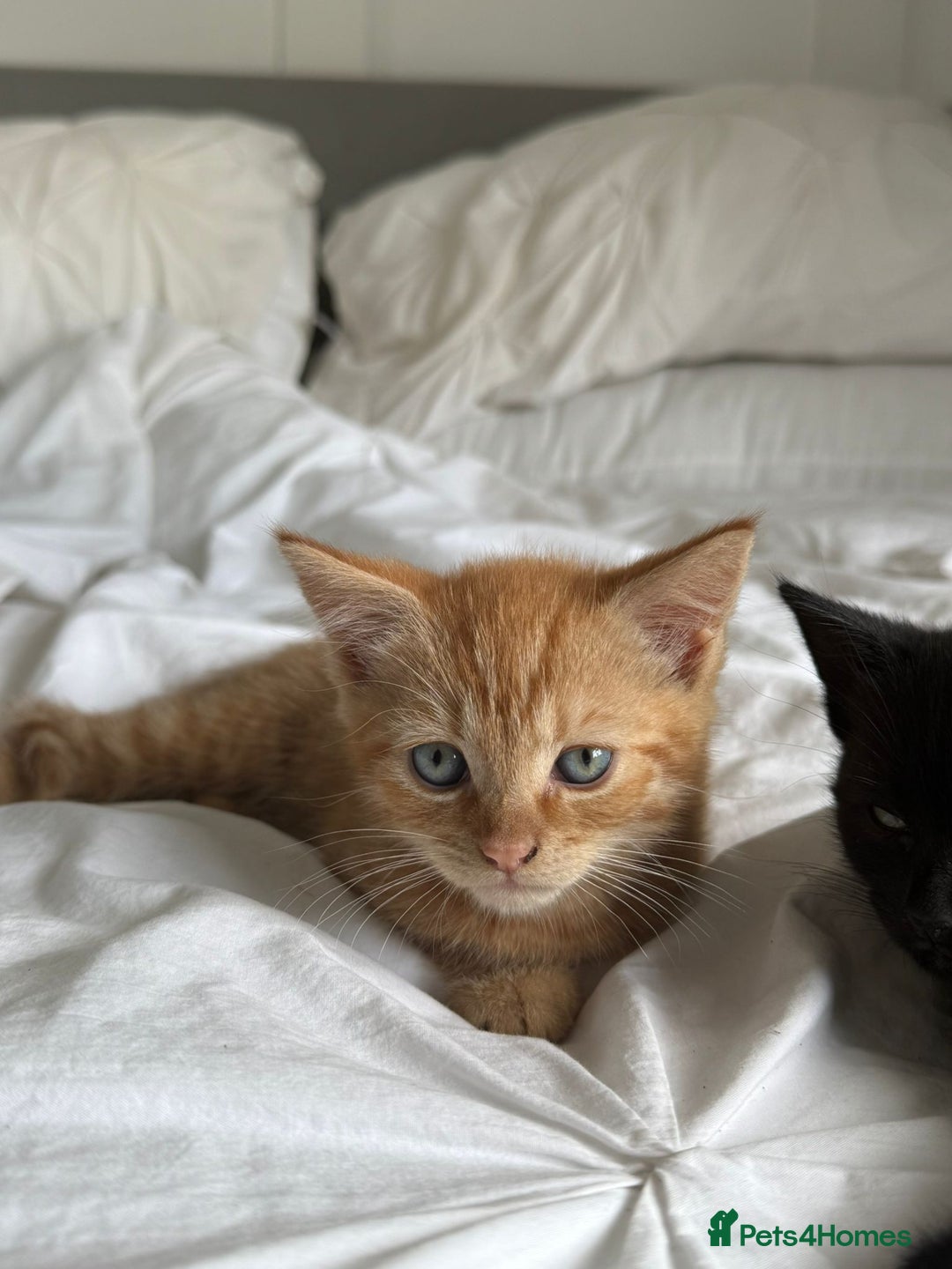 Mixed Breed cats for sale: Two beautiful male kittens  - Image 6
