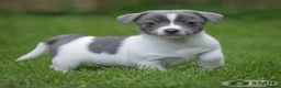 Jack Russell dogs for sale: Beautiful baby jack russells ready now - Advert 5