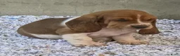 Basset Hound dogs for sale: KC BASSET HOUND PUPPIES FROM HEALTH SCORED PARENTS - Advert 37