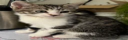 Mixed Breed cats for sale: 6 Lovely kittens for sale  - Advert 25