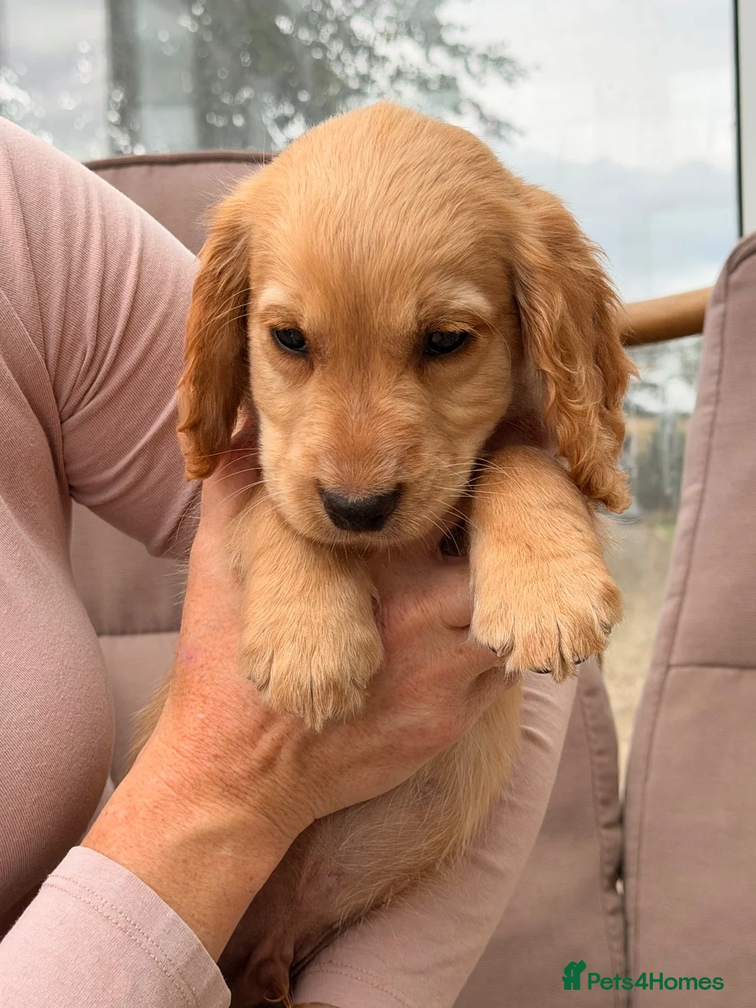 Cocker Spaniel dogs for sale: 4 boys left ready now - Advert 2
