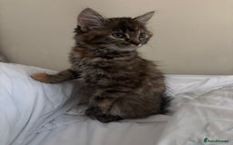 Persian cats for sale: Beautiful Persian x long haired kitten  - Image 18
