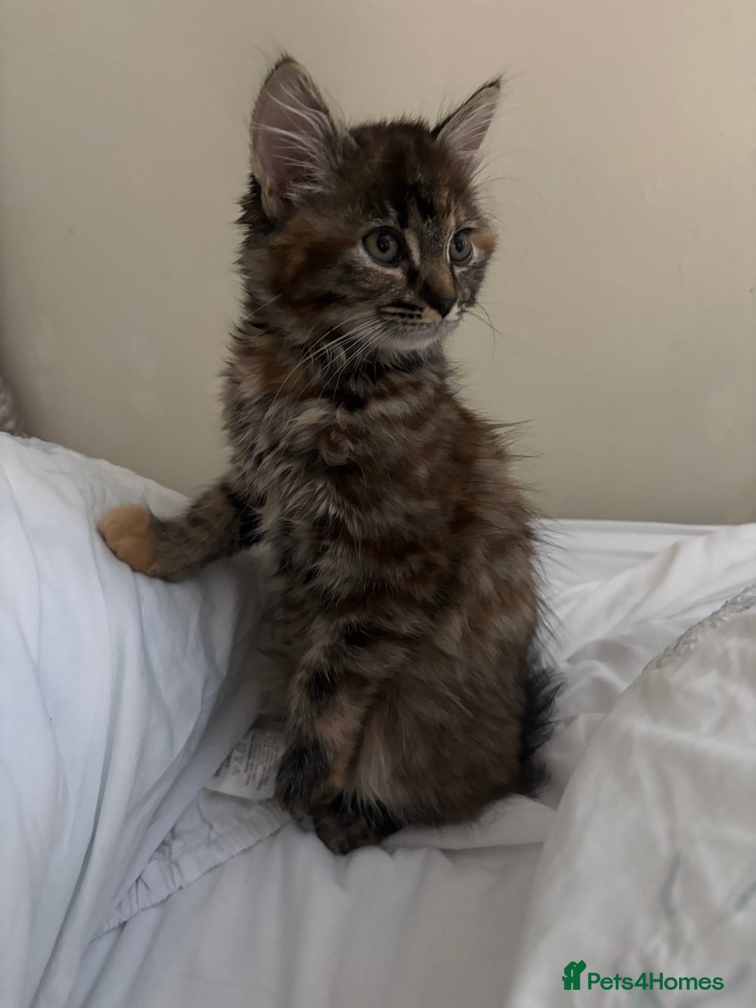 Persian cats for sale: Beautiful Persian x long haired kitten  - Image 18