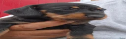 Miniature Dachshund dogs for sale: Beautiful Mini Wirehaired Dachshund Babies  in Chatteris - Advert 16