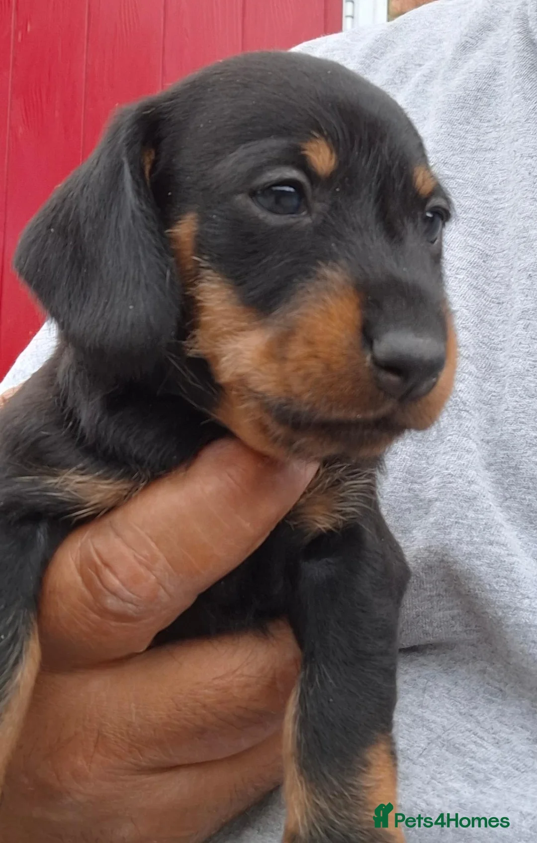 Miniature Dachshund dogs for sale: Beautiful Mini Wirehaired Dachshund Babies  in Chatteris - Advert 16
