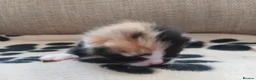 Mixed Breed cats for sale: 2 Calico Girls and 1 Ginger Male - Advert 15
