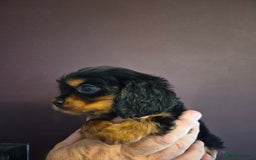 Cavalier King Charles Spaniel dogs for sale: ⭐️⭐️⭐️⭐️⭐️ cavalier king charles puppies - Image 4