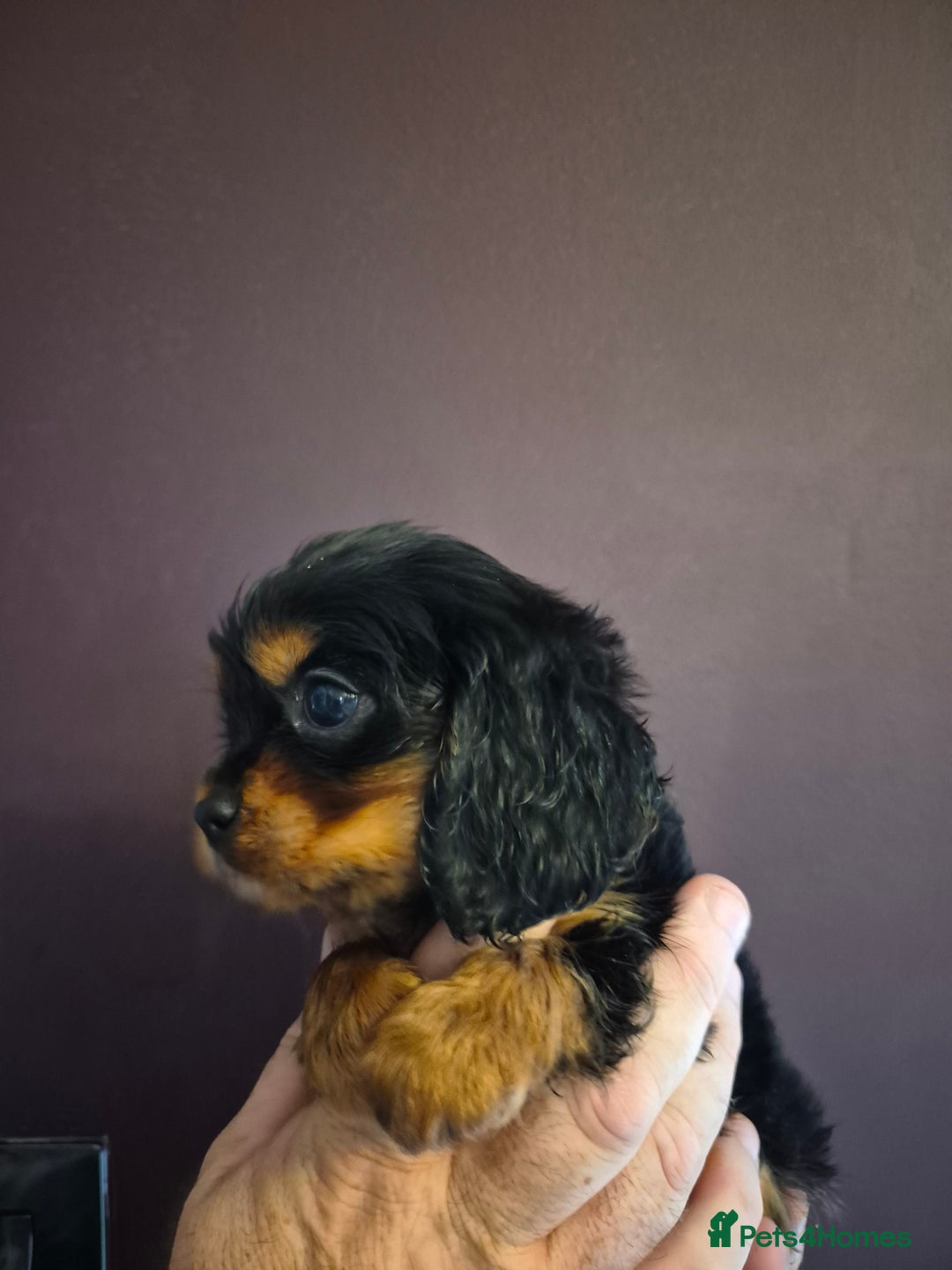 Cavalier King Charles Spaniel dogs for sale: ⭐️⭐️⭐️⭐️⭐️ cavalier king charles puppies - Image 4