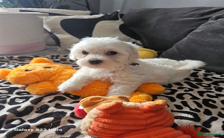 Maltese dogs - Advert 9