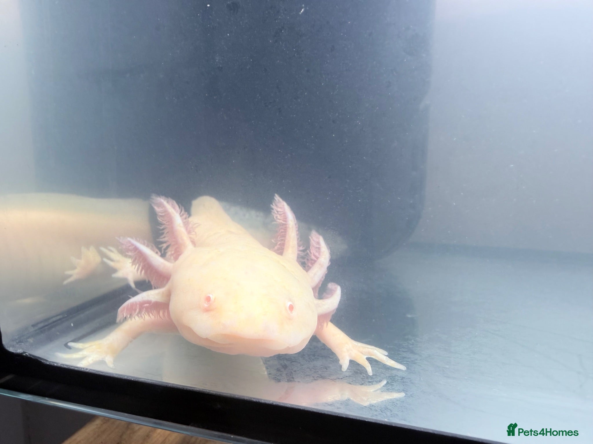 Other/Mixed Breed fish Albino Axolotl set up - Advert 1