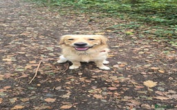 Golden Retriever dogs for stud: Golden Retriever Stud-Meet Hamish - Advert 9