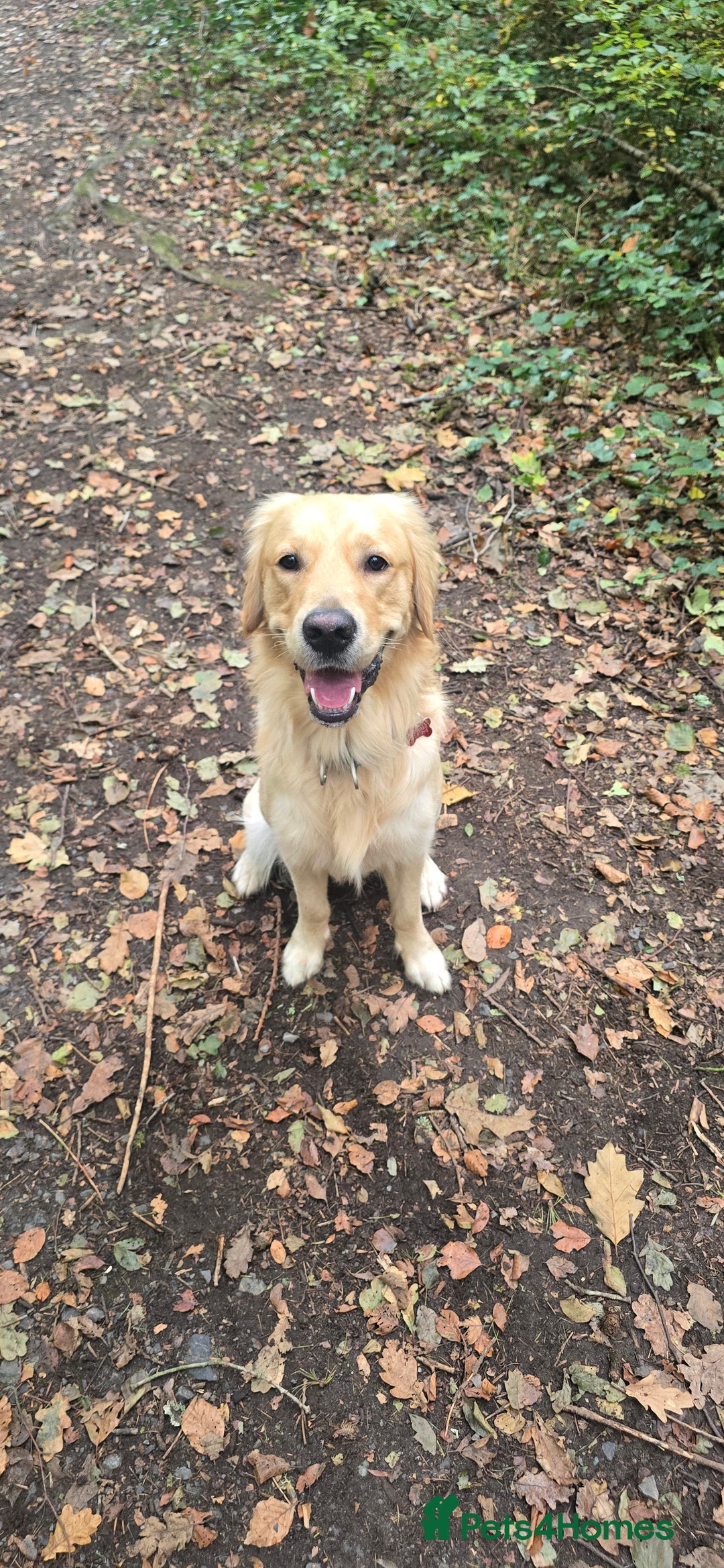 Golden Retriever dogs for stud: Golden Retriever Stud-Meet Hamish - Advert 9