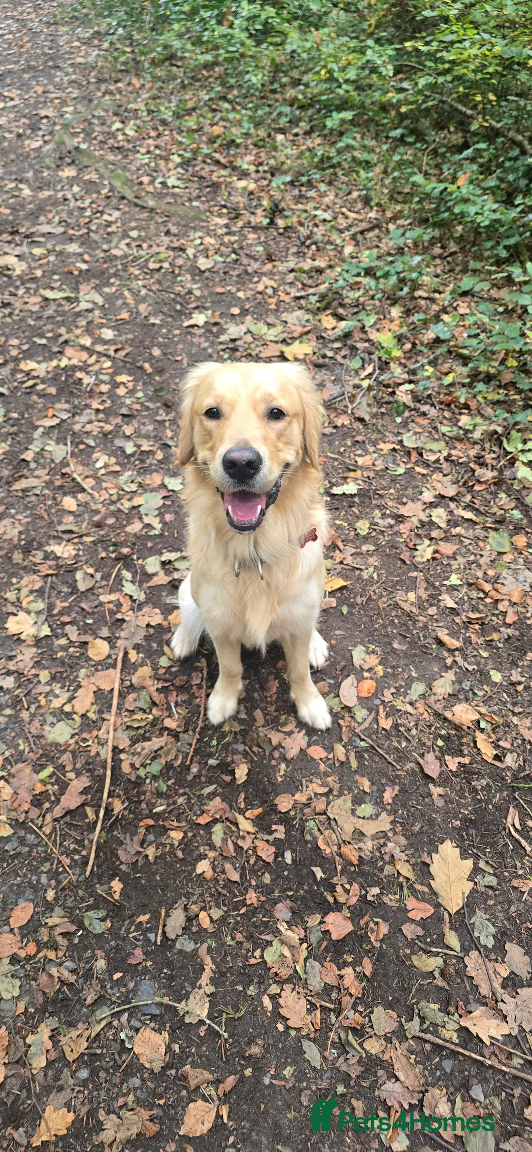 Golden Retriever dogs for stud: Golden Retriever Stud-Meet Hamish - Advert 8