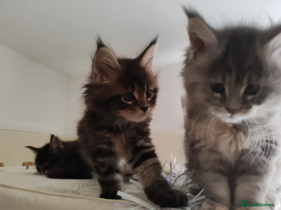 Maine Coon cats for sale: Maine coon kittens  - Advert 3