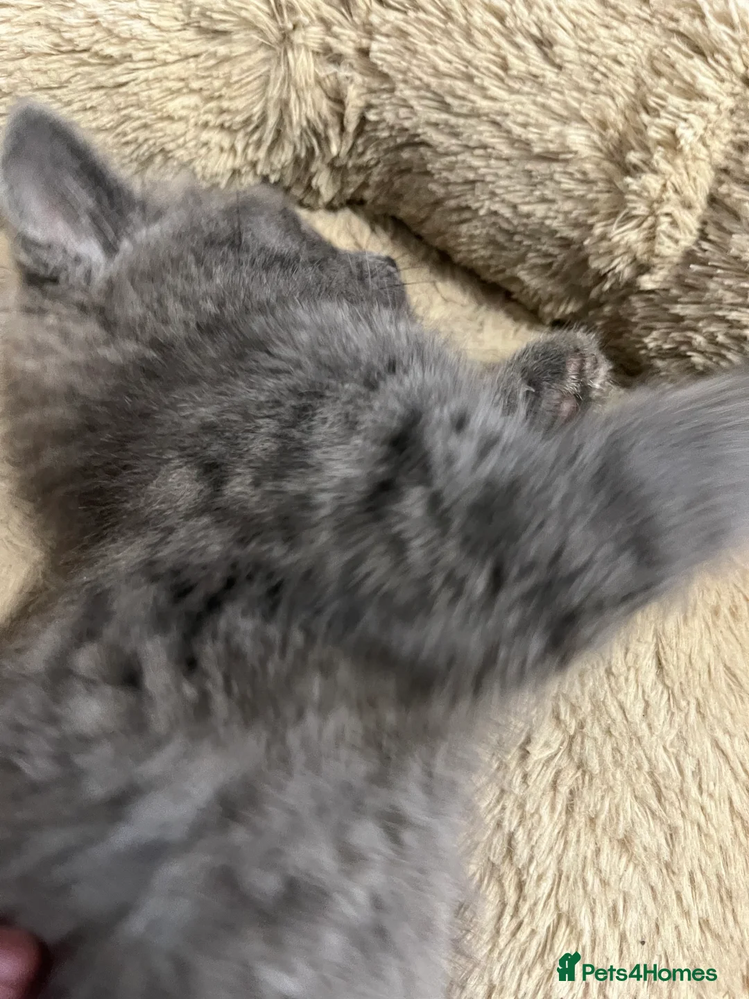 Mixed Breed cats for sale: Stunning Grey Female Kitten with Blue eyes - Advert 10