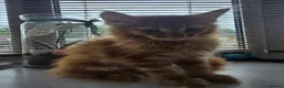 Maine Coon cats for sale: Full Mainecoon beautiful kittens  - Advert 23