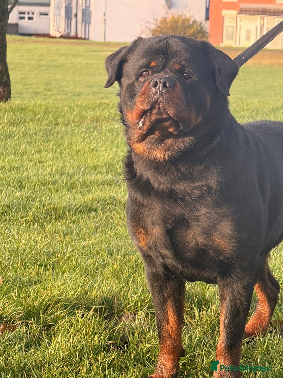Rottweiler dogs for stud: Top quality health tested kc male German X serbian - Advert 19
