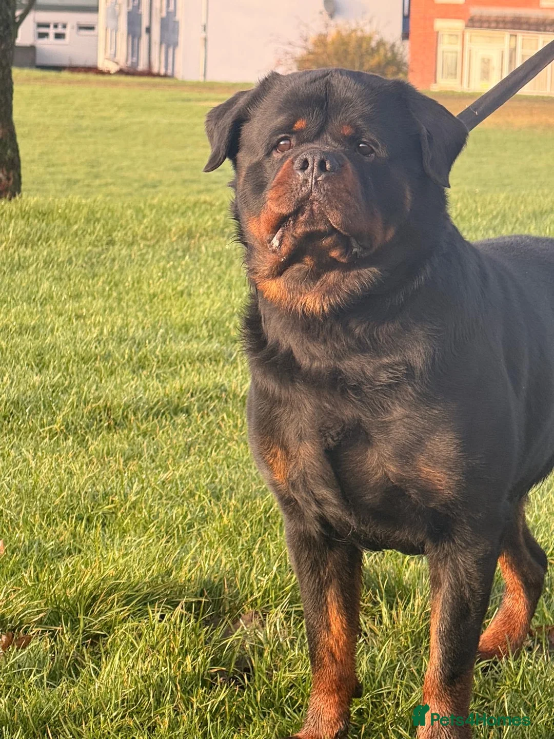 Rottweiler dogs for stud: Top quality health tested kc male German X serbian - Advert 24