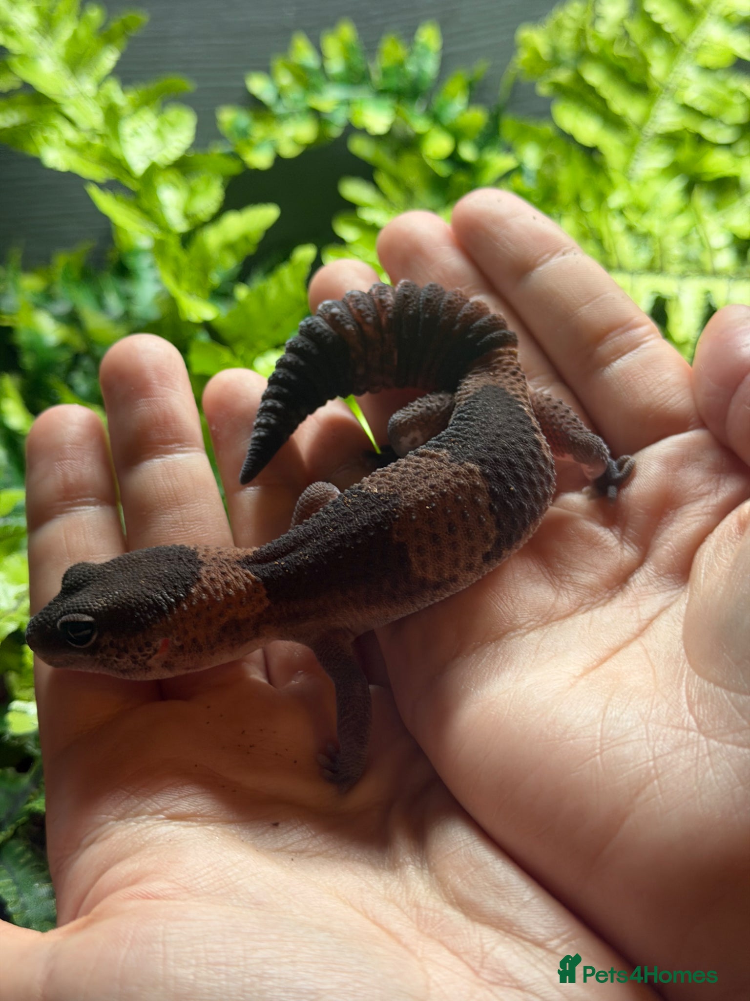 Gecko reptiles African Fat Tailed Gecko - Advert 3