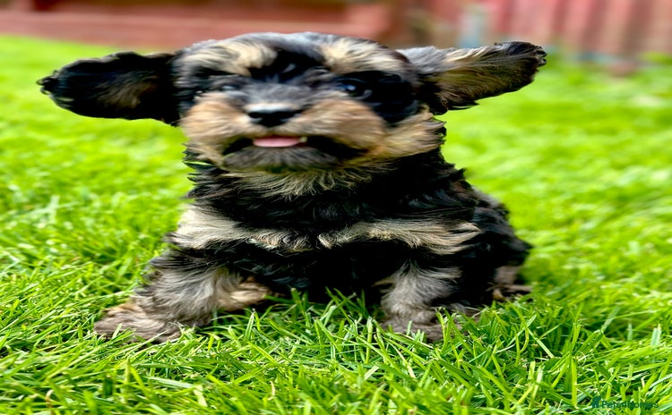 Cavapoo dogs - Advert 2