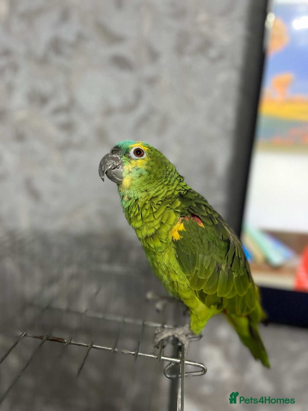 Parrots birds for sale: TAME AND TALKING FEMALE BLUE FRONT AMAZON WITH DNA - Advert 12