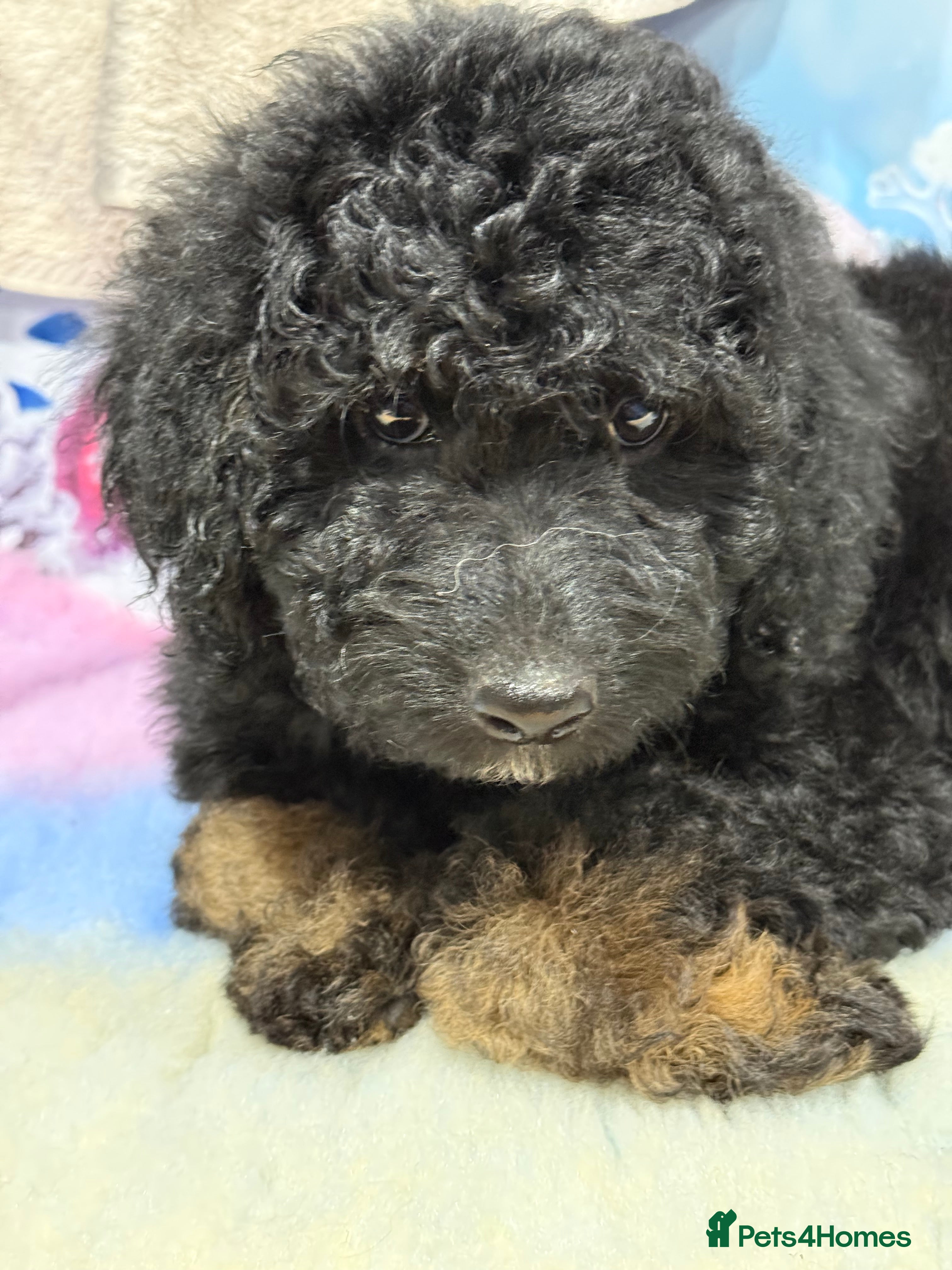 Bernedoodle dogs Last Miniature health tested Bernedoodle   - Advert 3