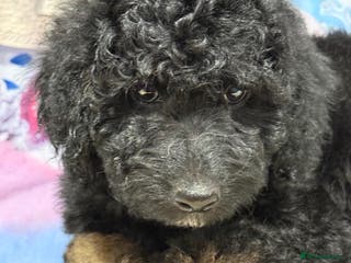 Bernedoodle dogs Last Miniature health tested Bernedoodle - Advert 13