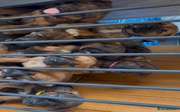 Mixed Breed dogs for sale: Japanese Bear-headed Akita X Dobermann hybrids  - Image 4