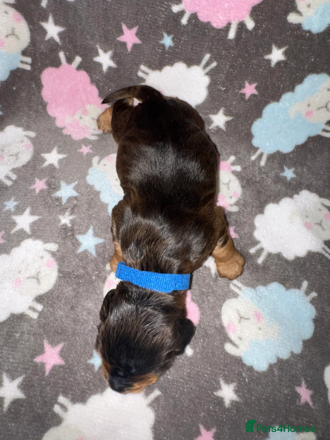 Cocker Spaniel dogs for sale: Outstanding Show Quality Show Type Cocker Spaniels - Advert 14