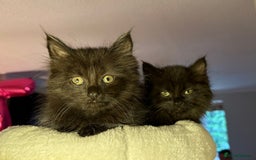 Russian Blue cats for sale: Crossed Russian Blue Girl Kitten - Image 8