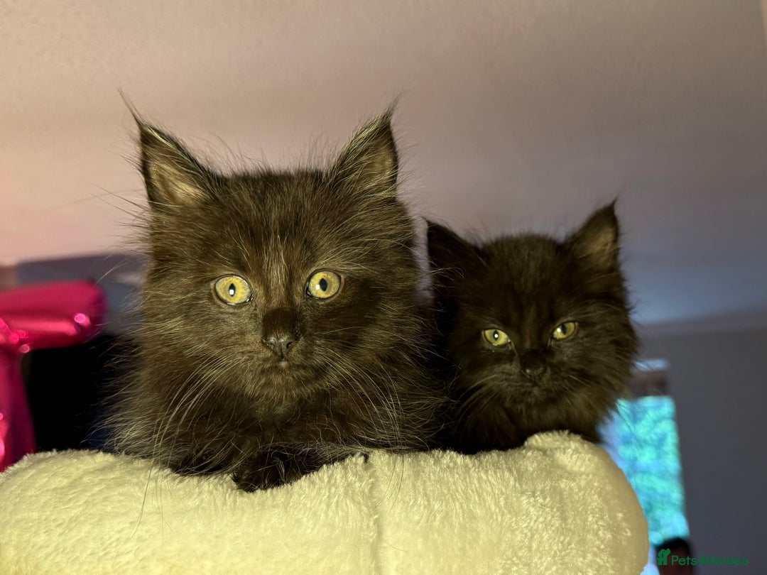 Russian Blue cats for sale: Crossed Russian Blue Girl Kitten - Image 8
