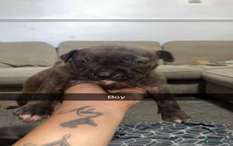 Staffordshire Bull Terrier dogs for sale: Staffy puppies all carry blue  - Advert 8