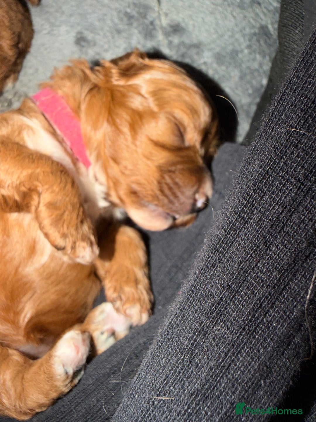 Cavapoo dogs for sale: *Only 1 left *beautiful Cavapoo puppies  - Advert 6