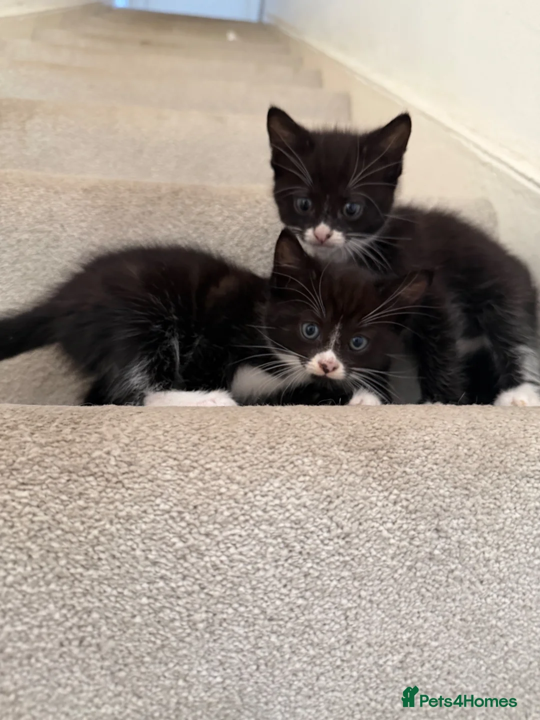 Mixed Breed cats for sale: 4 beautiful tuxedo cats for sale £100 each  in Enfield - Advert 13