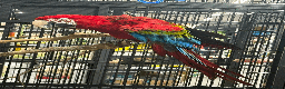 Macaws birds for sale: Handreared Harness trained Baby Greenwinged macaw  - Advert 3