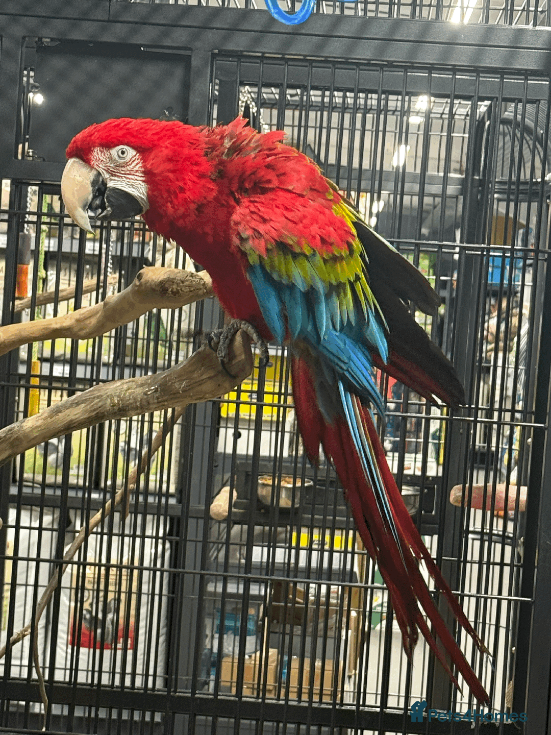 Macaws birds for sale: Handreared Harness trained Baby Greenwinged macaw  - Advert 3
