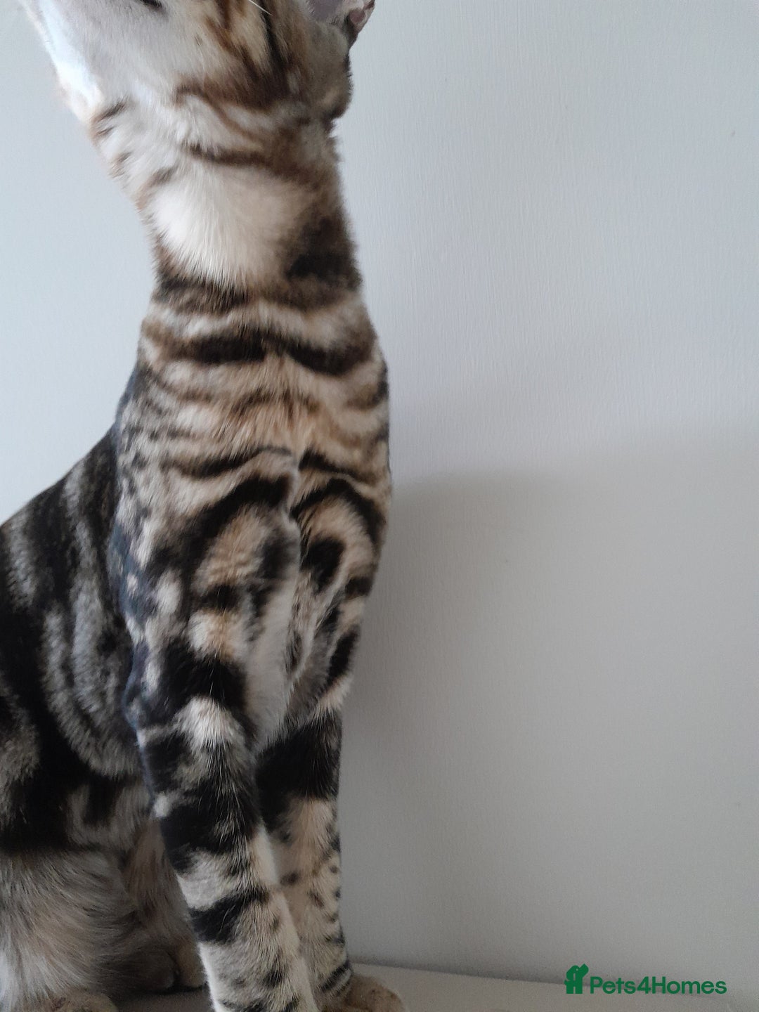 Savannah cats for sale: Full Pedigree TICA Reg Marbled Savannah Boy Kitten - Image 10