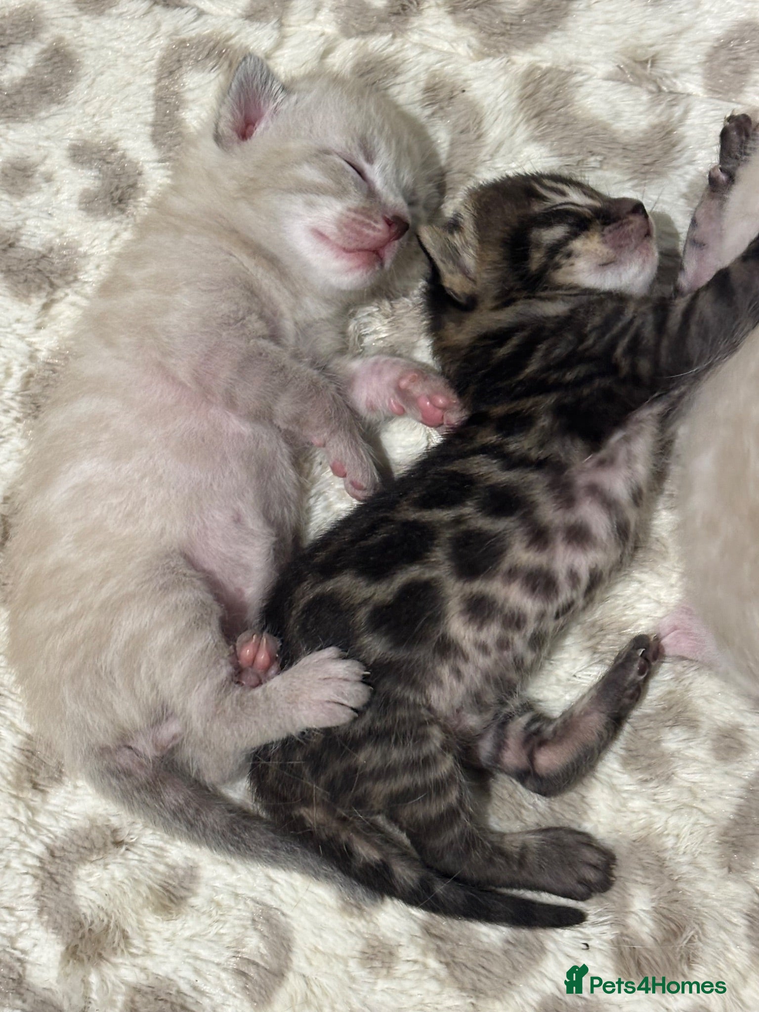 Bengal cats Pedigree Bengal kittens Snow Silver Charcoal - Advert 2