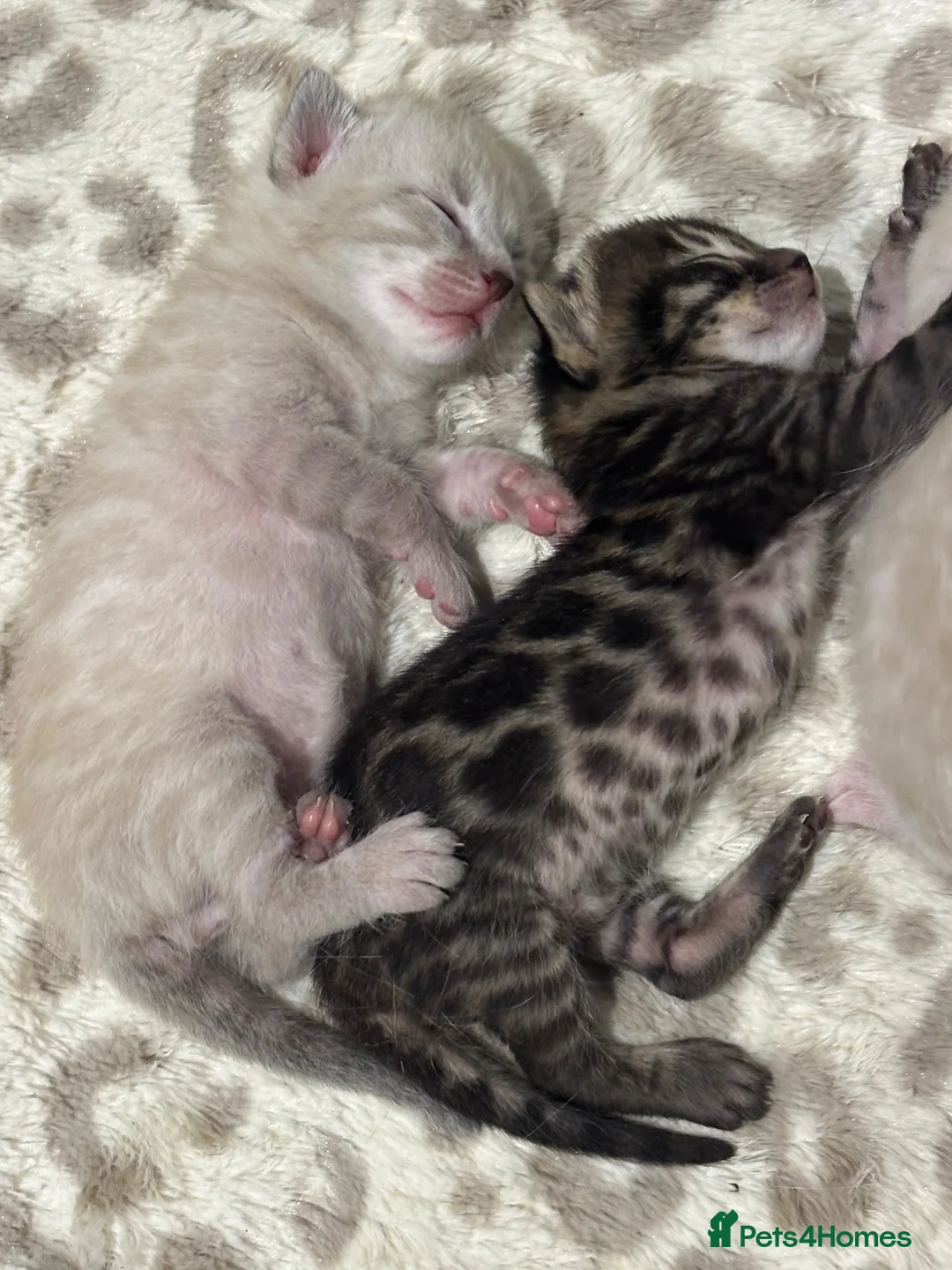 Bengal cats for sale: Pedigree Bengal kittens Snow Silver Charcoal - Advert 2