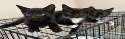 Mixed Breed cats for sale: Kittens READY! Sphynx cross - Advert 5