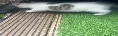 British Shorthair 4